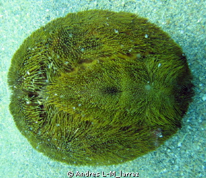 Live sand dollar! by Andres L-M_larraz 